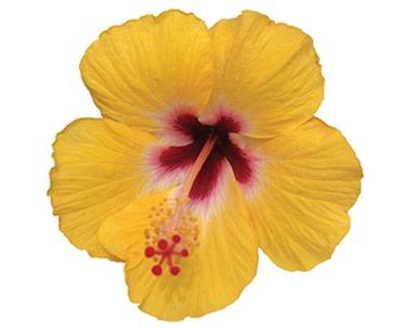Hibiscus Tradewinds® Island Wind