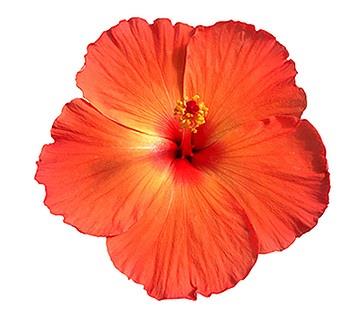 Hibiscus Tradewinds® Orange Sunset Wind