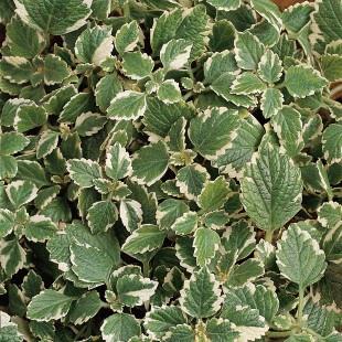 Plectranthus coleoides Variegata (swedish ivy) 