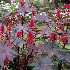 Ricin Rouge (Ricinus)