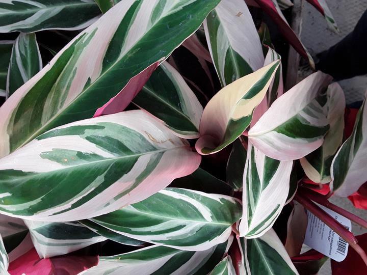 Stromanthe sanguinea ‘Triostar’