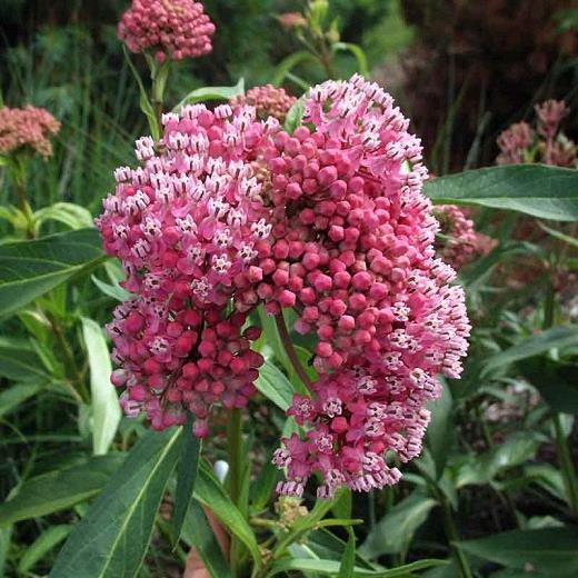 Asclepias incarnata 'Cinderella'