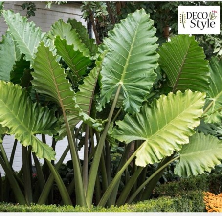 Alocasia 'Portora'