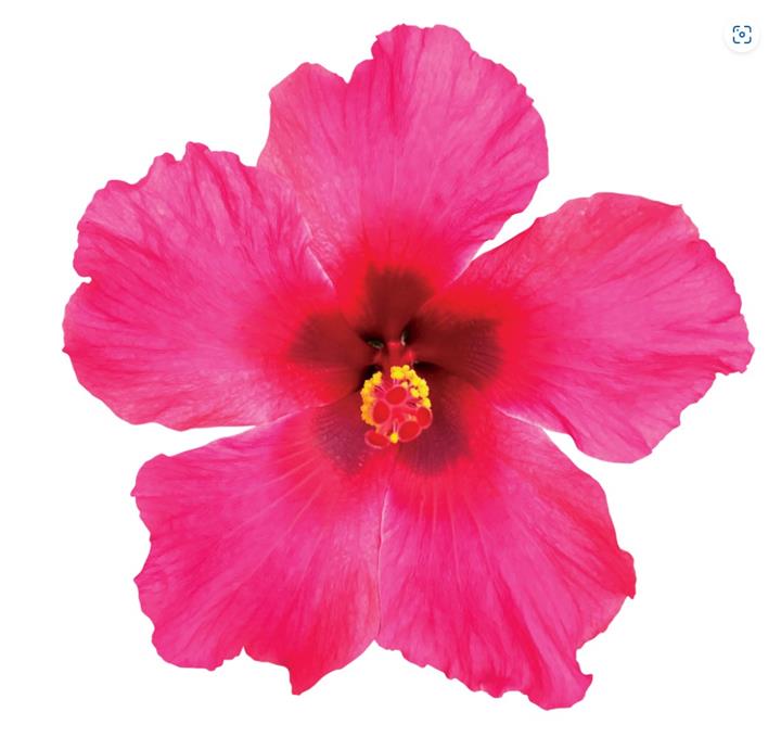 Hibiscus Tradewinds® Passion Wind