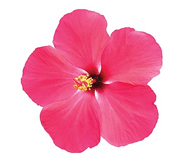 Hibiscus Tradewinds® Pink Versicolor