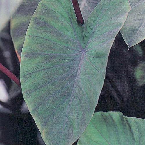 Colocasia esculenta 'Heart of the Jungle®'