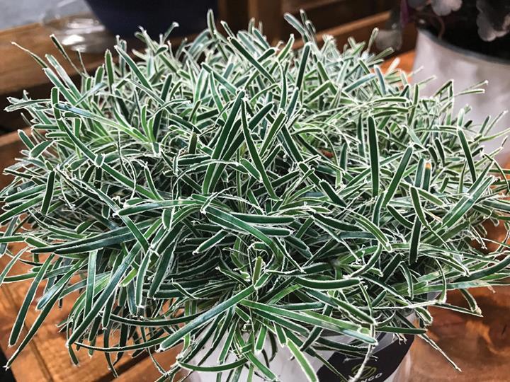 Ficinia truncata ‘Ice Crystal’