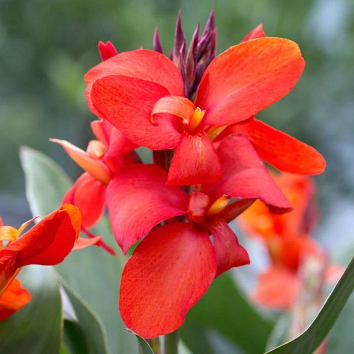 Canna Cannova® 'Red Golden Flame'