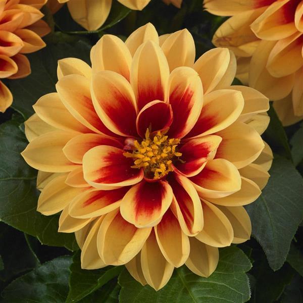 Dahlia Dahlietta® Coby
