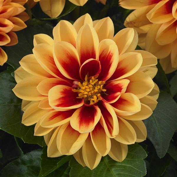 Dahlia Dahlietta® Candy