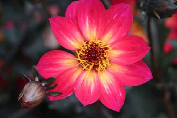 Dahlia Mystic Sparkler