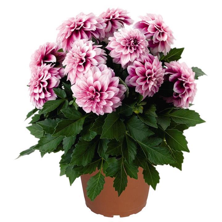 Dahlia Dahlinova New York