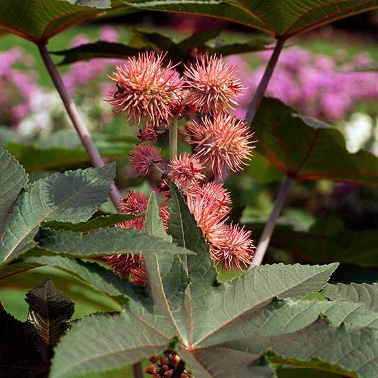 Ricin Pink (Ricinus)