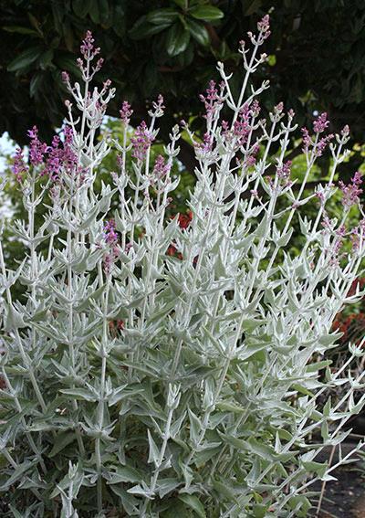 Salvia Unplugged® Pink