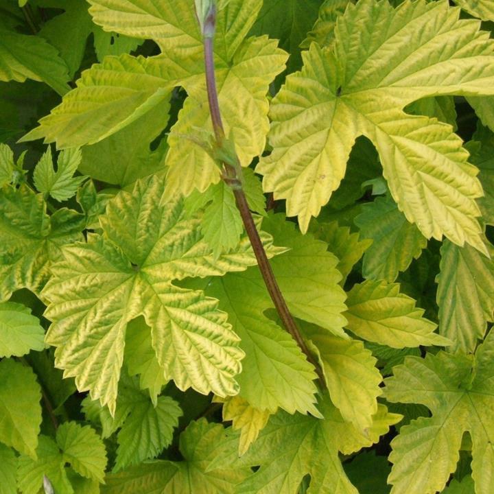 Houblon doré 'Aureus' *QUANTITÉ LIMITÉE*