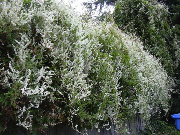 Polygonum aubertii (Renouée d'Aubert) *QUANTITÉ LIMITÉE*