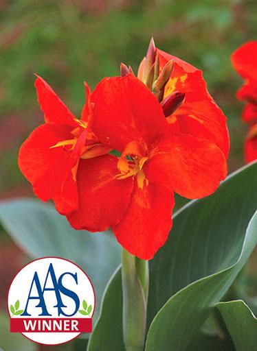 Canna ‘South Pacific Scarlet’