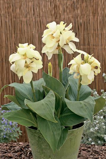 Canna ‘South Pacific Ivory’
