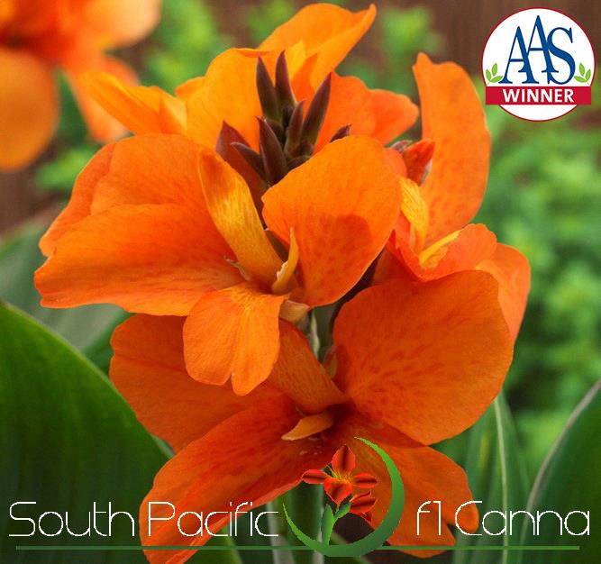Canna ‘South Pacific Orange’