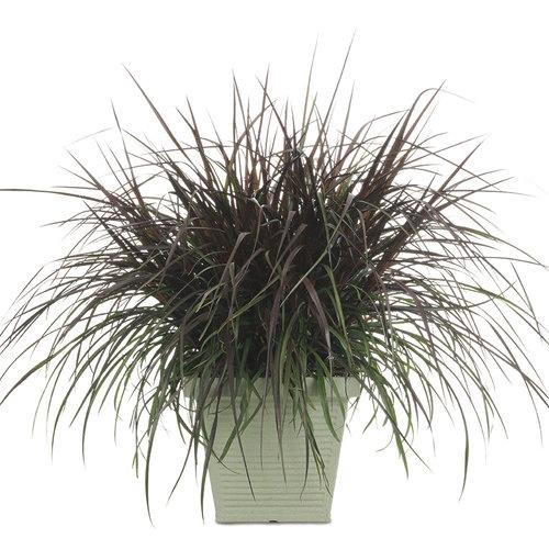 Pennisetum purpureum Graceful Grasses® Vertigo®