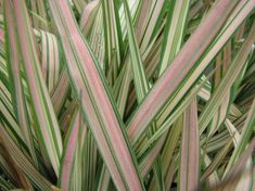 Phalaris arundinacea 'Feesey'