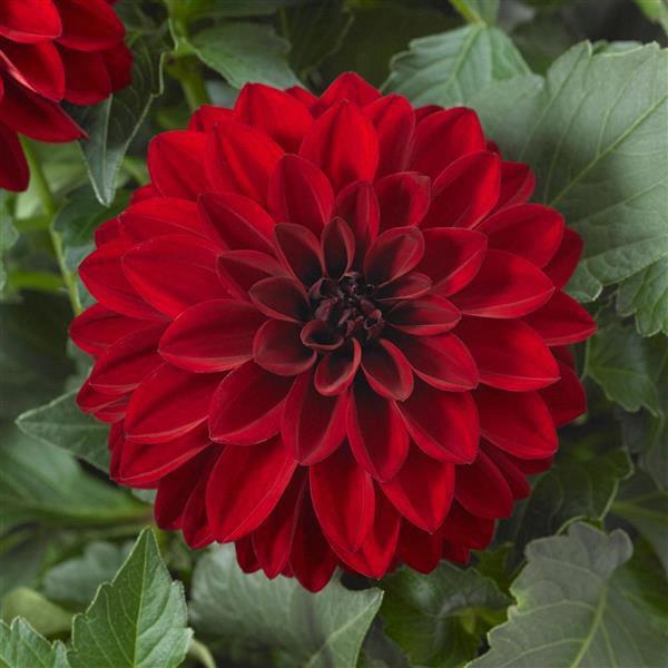 Dahlia Dalaya® Vampire