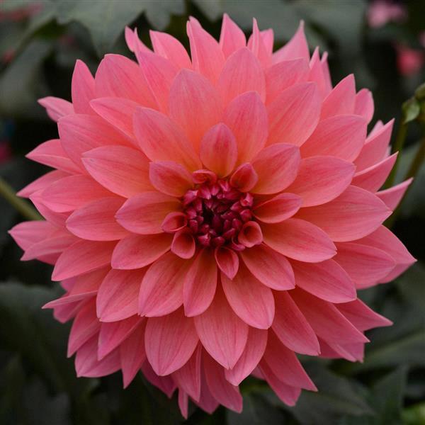 Dahlia Venti™ Passion Fruit 