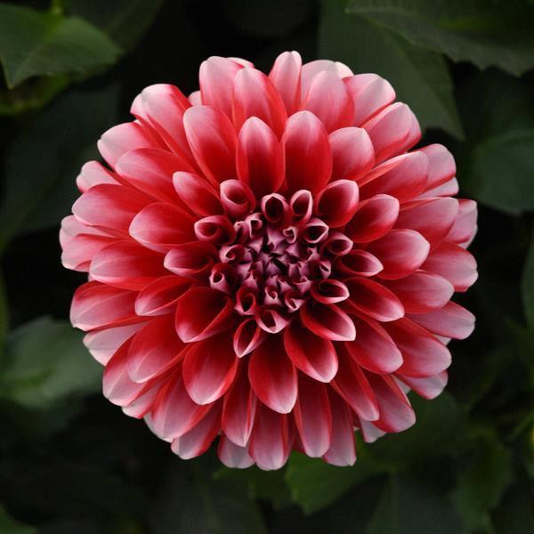 Dahlia Venti™ Red White