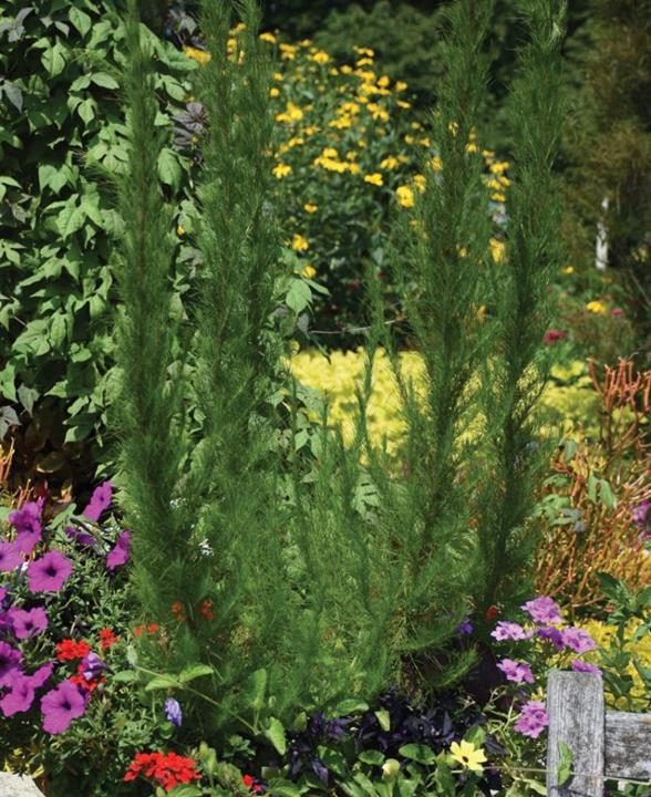 Eupatorium capillifolium ‘Elegant Feather’