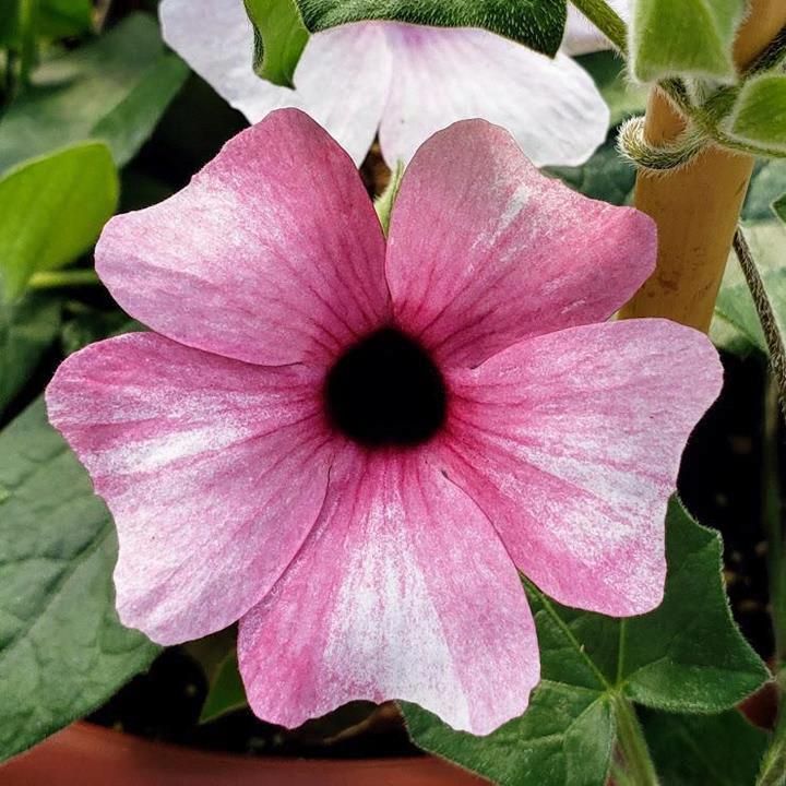 Thunbergia ‘Arizona Pink Beauty’