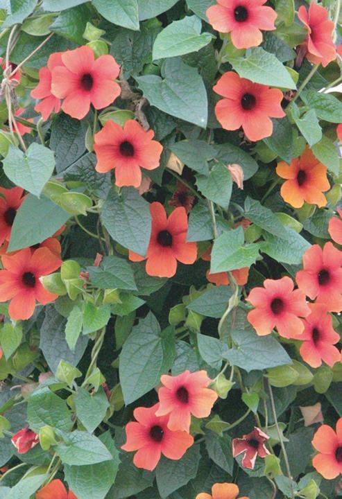 Thunbergia ‘Arizona Glow’