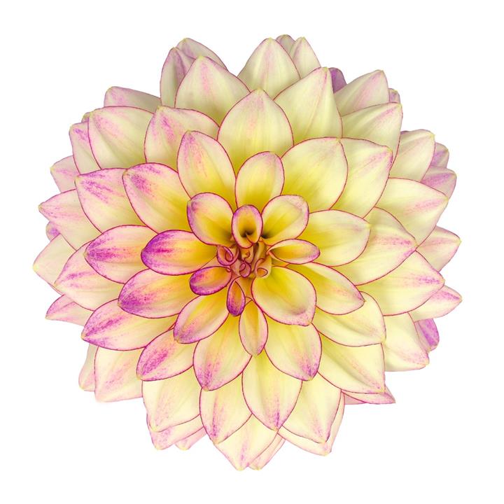 Dahlia Hypnotica® Tropical Breeze