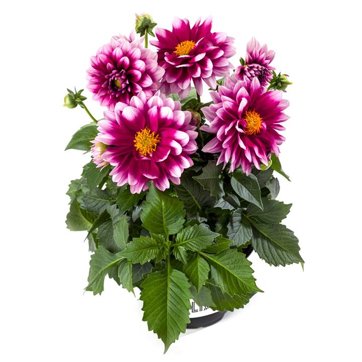 Dahlia Labello® Medio Fun Pink Blush℗