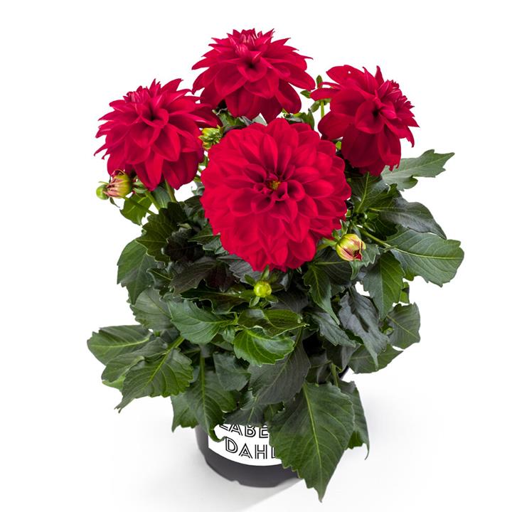 Dahlia Labello® Medio Red℗