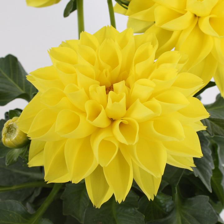 Dahlia Labello® Medio Yellow℗