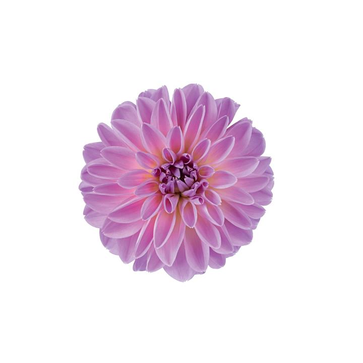 Dahlia Novation® Hot Pink