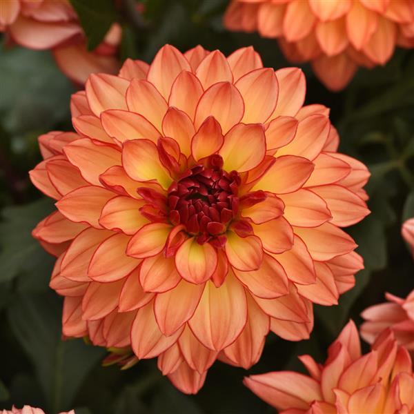 Dahlia Venti™ Tequila Sunrise