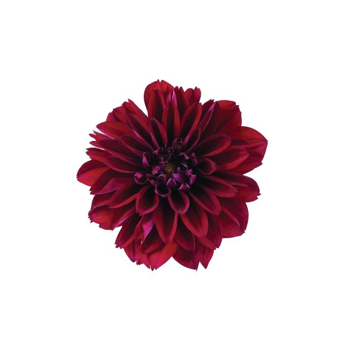 Dahlia Novation® Ruby