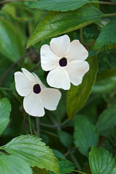 Thunbergia Sunny Susy® White Dark Eye℗