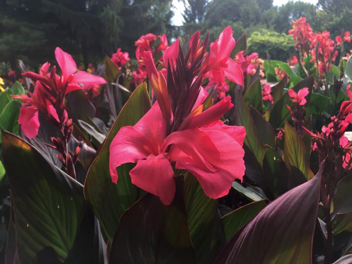 Canna Deluxe ‘Flirtini’