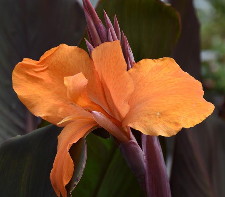 Canna ‘Fogo Sunset’