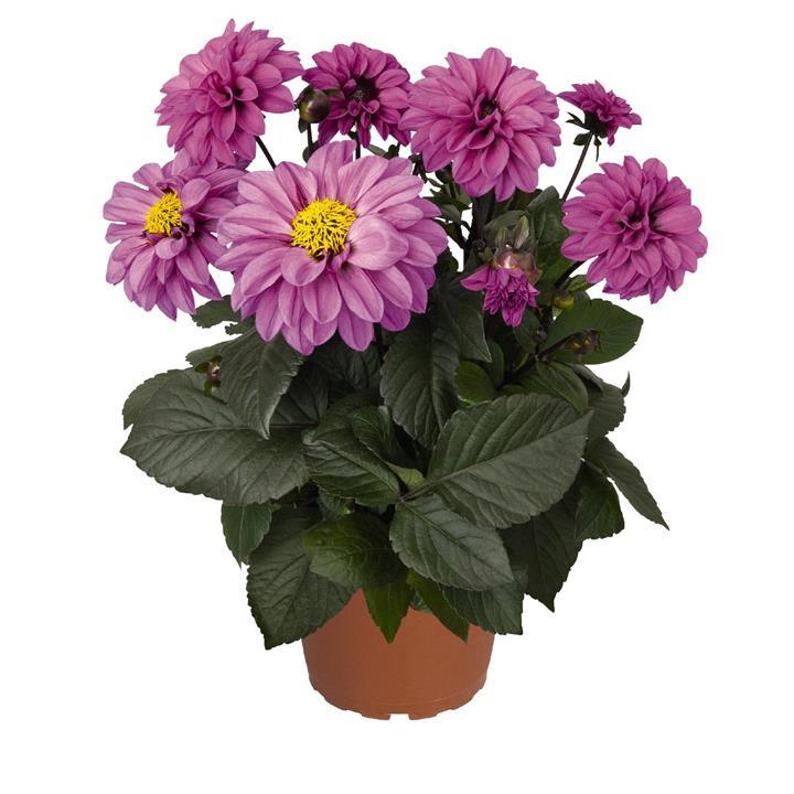 Dahlia Temptation Lavender