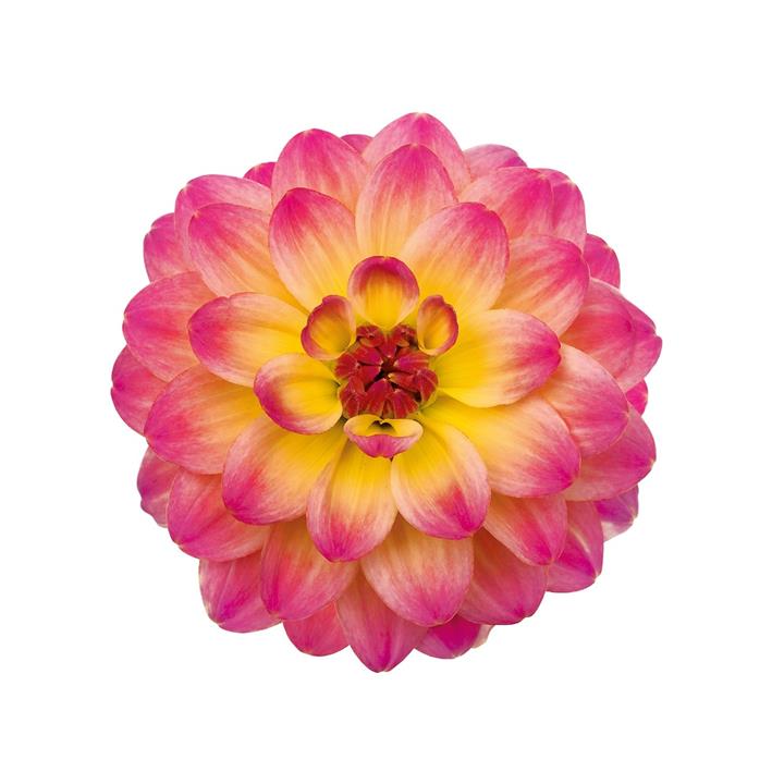 Dahlia Hypnotica® Rose Bicolor (Jaune)