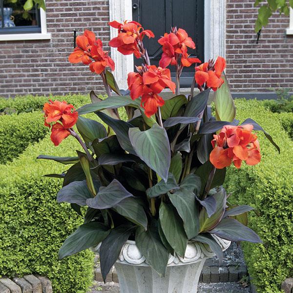 Canna Cannova® ‘Bronze Orange’