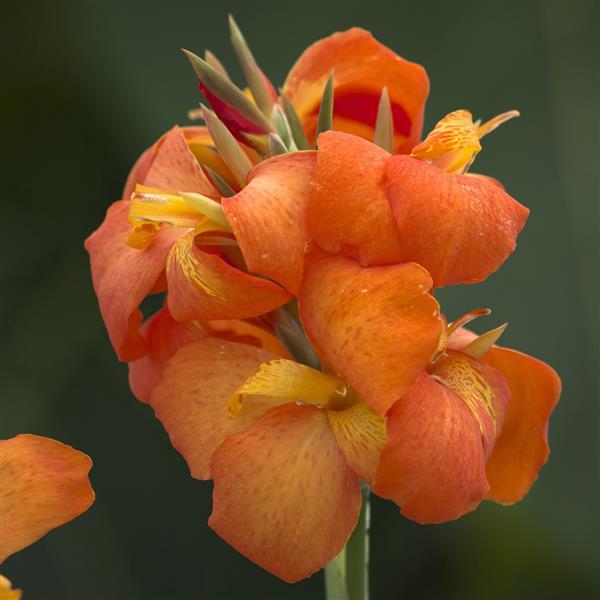 Canna Cannova® ‘Orange Shades’