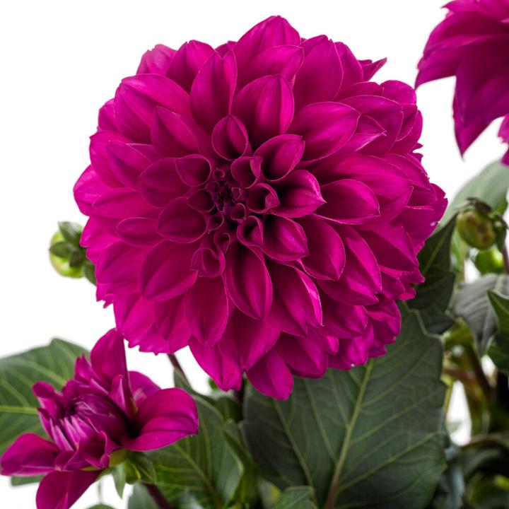 Dahlia Labello® Medio Deep Pink℗