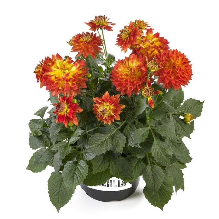 Dahlia Labella® Maggiore Fun Flame℗