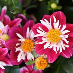 Dahlia Star Sister Red & White