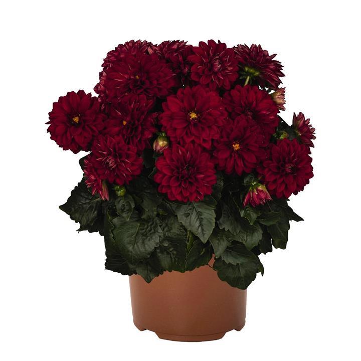 Dahlia Novation Red