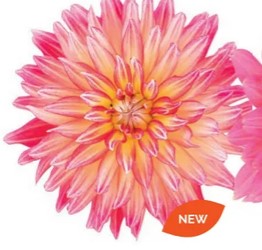 Dahlia XXL Juarez